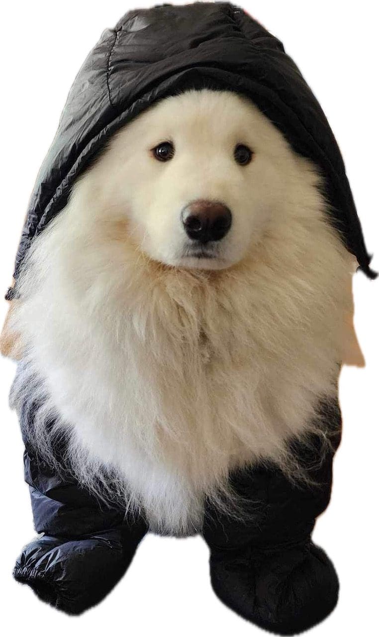 Jacks R Better 800 fill down hood shown worn for warmth